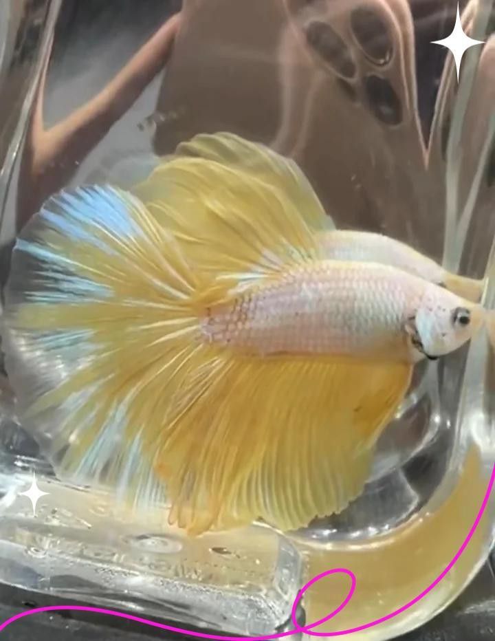 1988年屬龍人養什么魚最好？ 1988年屬龍人養什么魚最好？ 龍魚百科 第1張