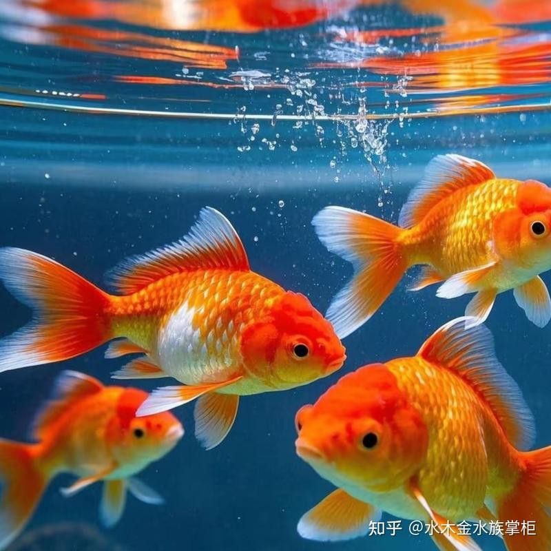 1988年屬龍人養什么魚最好？ 1988年屬龍人養什么魚最好？ 龍魚百科 第4張