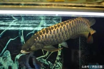 為什么龍魚只能養一條:龍魚為什么只能養一條 龍魚百科 第1張 為什么龍魚只能養一條:龍魚為什么只能養一條 為什么龍魚只能養一條:龍魚為什么只能養一條 龍魚百科 第1張