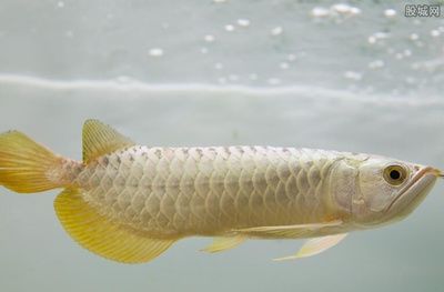 淡水金龍魚的價格是多少？：淡水金龍魚價格信息，淡水金龍魚價格在1000元左右