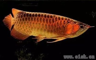 淡水金龍魚的價格是多少？：淡水金龍魚價格信息，淡水金龍魚價格在1000元左右