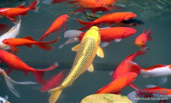 屬龍的人養魚有特定的講究以下是一些推薦和建議和建議：屬龍的人養魚有一些特定的講究以下是一些推薦和建議