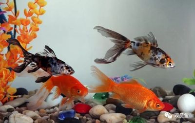 金龍魚是哪個(gè)國家的產(chǎn)品?（金龍魚是哪個(gè)國家的產(chǎn)品）