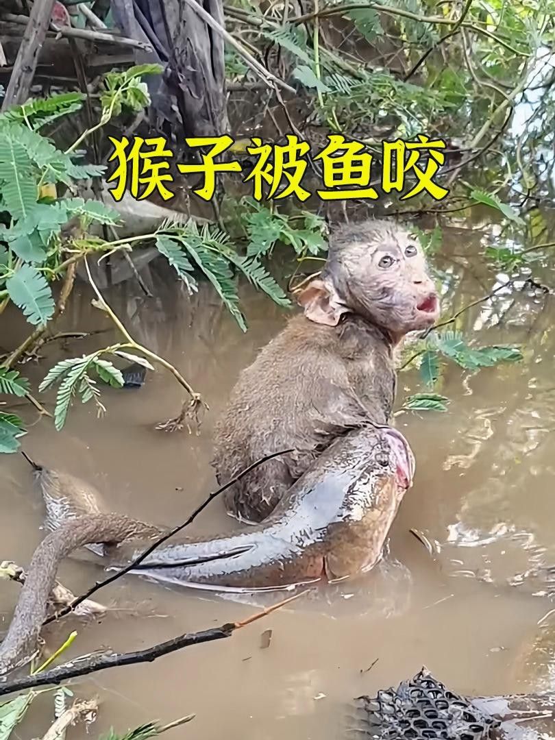 養龍魚最低水溫多少度合適：養龍魚的最低水溫多少度合適