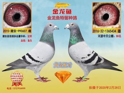 金龍魚鴿業：“金龍魚鴿業”與“金龍魚鴿業”有關的相關信息