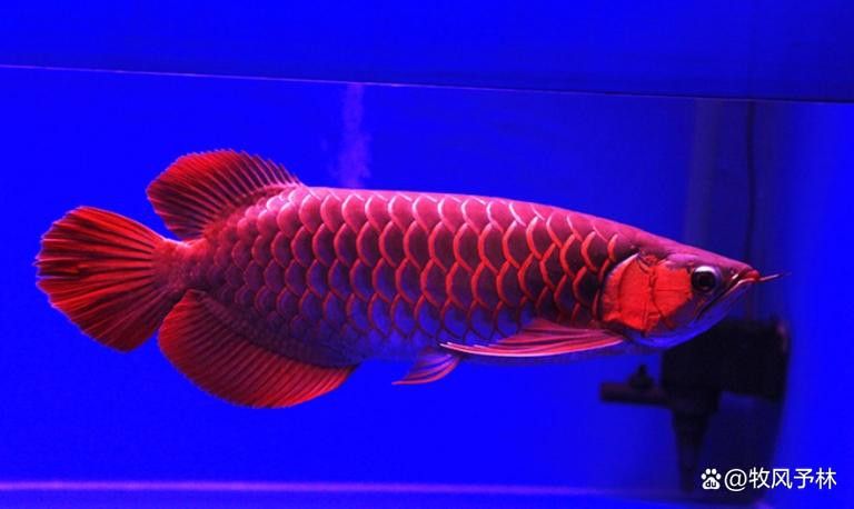 金龍魚腹鰭根部斷了一點(diǎn)