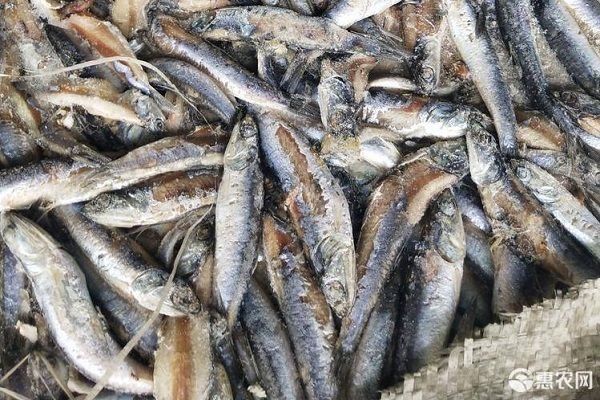 如何安全消毒活體餌料：活體餌料的消毒方法