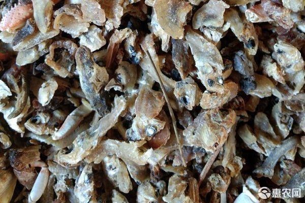 如何安全消毒活體餌料：活體餌料的消毒方法