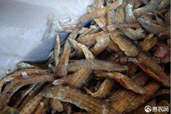 如何安全消毒活體餌料：活體餌料的消毒方法