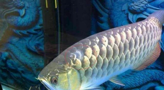 龍魚褪色怎么才能恢復原狀，如何恢復龍魚原有的色彩