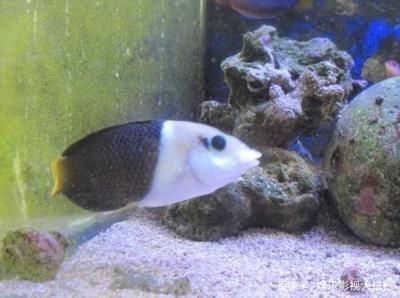金龍魚與紅龍魚風水對比