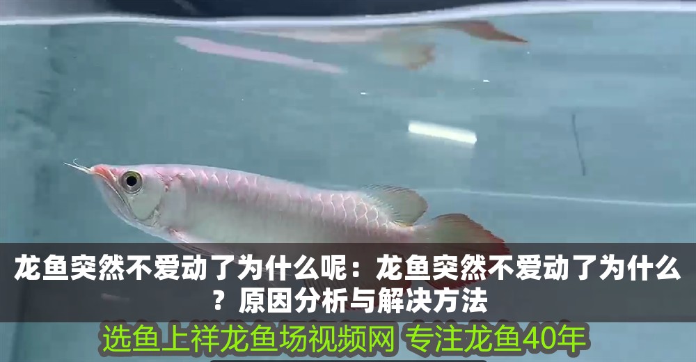 龍魚突然不愛動(dòng)了為什么呢：龍魚突然不愛動(dòng)了為什么？原因分析與解決方法