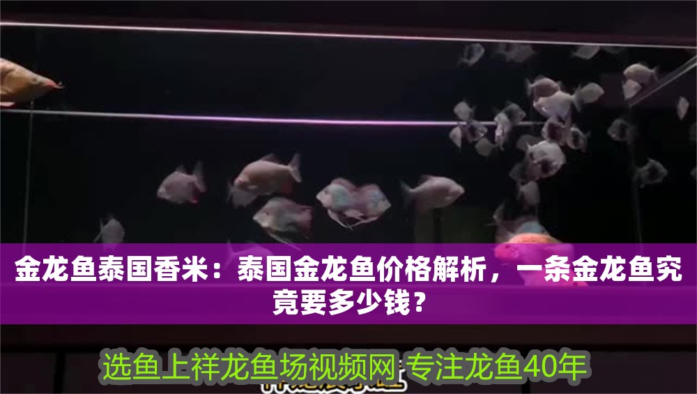 金龍魚泰國香米：泰國金龍魚價(jià)格解析，一條金龍魚究竟要多少錢？