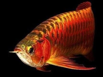 紅龍魚(yú)種類(lèi)區(qū)分（紅龍魚(yú)的種類(lèi)區(qū)分）