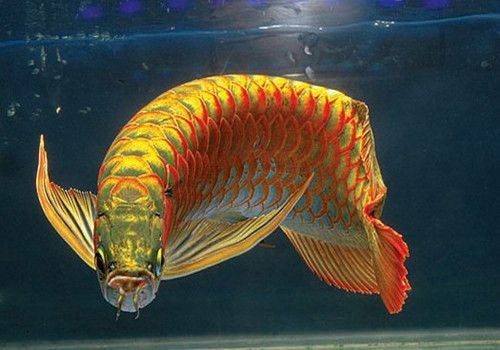 紅龍魚(yú)種類(lèi)區(qū)分（紅龍魚(yú)的種類(lèi)區(qū)分）