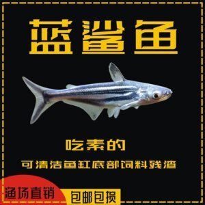 能和龍魚混養的群游魚叫什么：能和龍魚混養的群游魚