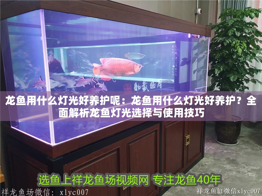 龍魚用什么燈光好養護呢：龍魚用什么燈光好養護？全面解析龍魚燈光選擇與使用技巧