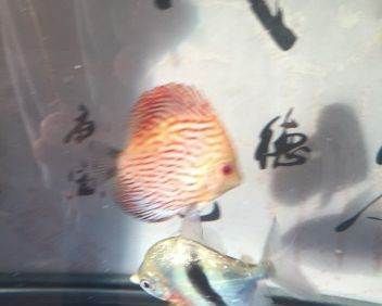 龍魚用什么燈光好養護呢：龍魚用什么燈光好養護？全面解析龍魚燈光選擇與使用技巧