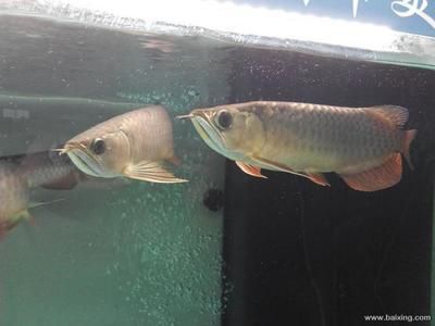 網上哪家賣龍魚好用：網上購買龍魚平臺