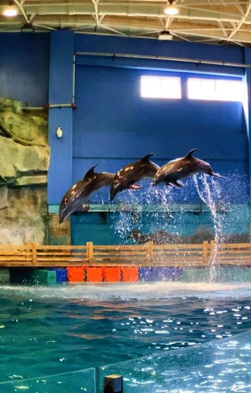 威海龍魚坊水族館地址在哪里啊