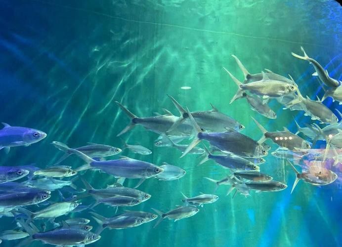 威海龍魚坊水族館地址在哪里啊