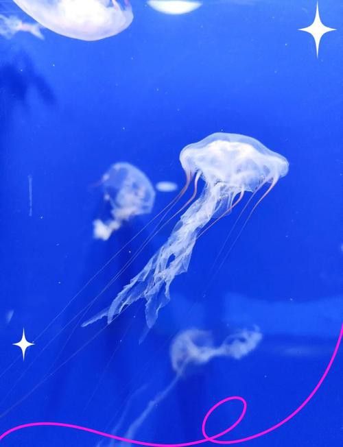 威海龍魚坊水族館地址在哪里啊
