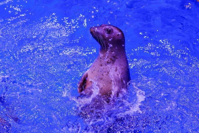 威海龍魚坊水族館地址在哪里啊
