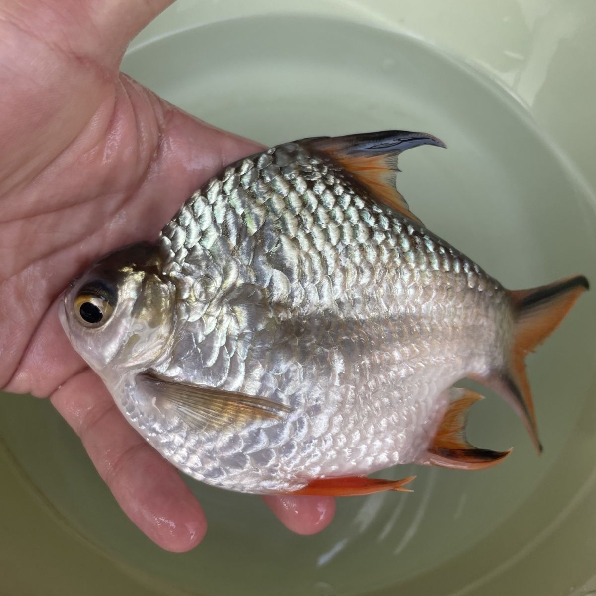 龍魚配魚排名（適合與龍魚混養的魚類排名，選擇與龍魚混養的魚類需要考慮到多種因素）