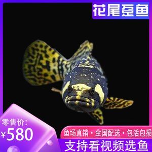 龍魚配魚排名（適合與龍魚混養的魚類排名，選擇與龍魚混養的魚類需要考慮到多種因素）