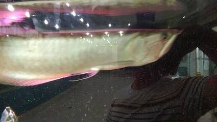 銀龍魚牙齒圖片（關于銀龍魚牙齒的一些詳細信息）