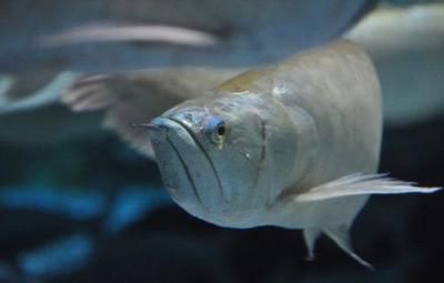 銀龍魚牙齒圖片（關于銀龍魚牙齒的一些詳細信息）
