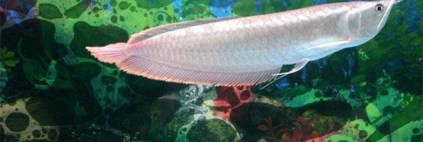 銀龍魚牙齒圖片（關于銀龍魚牙齒的一些詳細信息）
