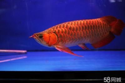 龍魚一般多少錢一只（觀賞魚市場趨勢預測：龍魚養殖成本分析,如何辨別龍魚品質）