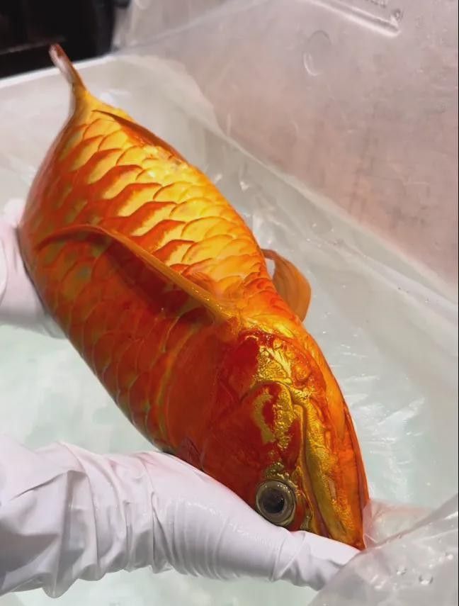 龍魚掉眼手術多久恢復好