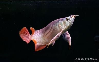 龍魚應(yīng)該怎么養(yǎng)活：養(yǎng)活龍魚需要綜合考慮多個(gè)方面，龍魚飼養(yǎng)方法及注意事項(xiàng) 龍魚應(yīng)該怎么養(yǎng)活：養(yǎng)活龍魚需要綜合考慮多個(gè)方面，龍魚飼養(yǎng)方法及注意事項(xiàng) 龍魚百科 第3張