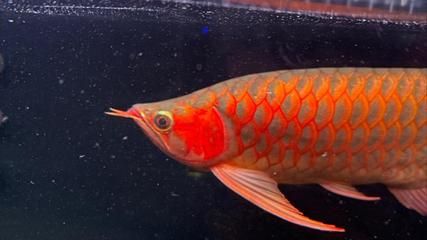 賽級(jí)龍魚價(jià)格表及圖片