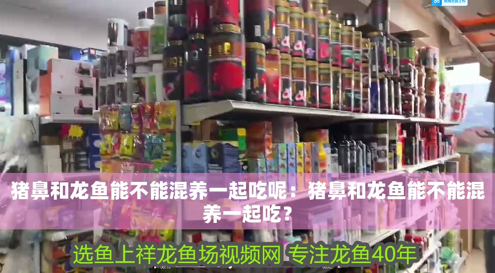 豬鼻和龍魚能不能混養一起吃呢：豬鼻和龍魚能不能混養一起吃？