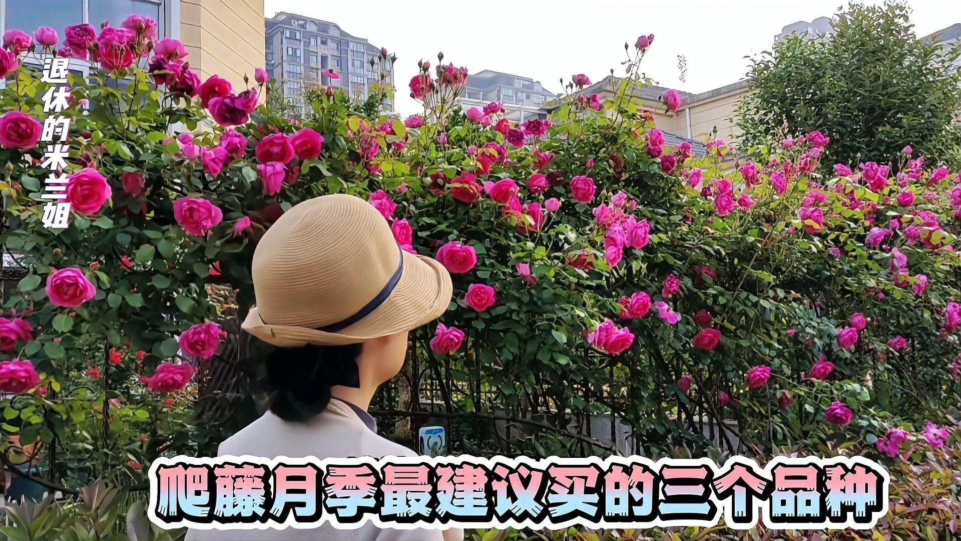 紅龍和粉龍哪個更值得種植？