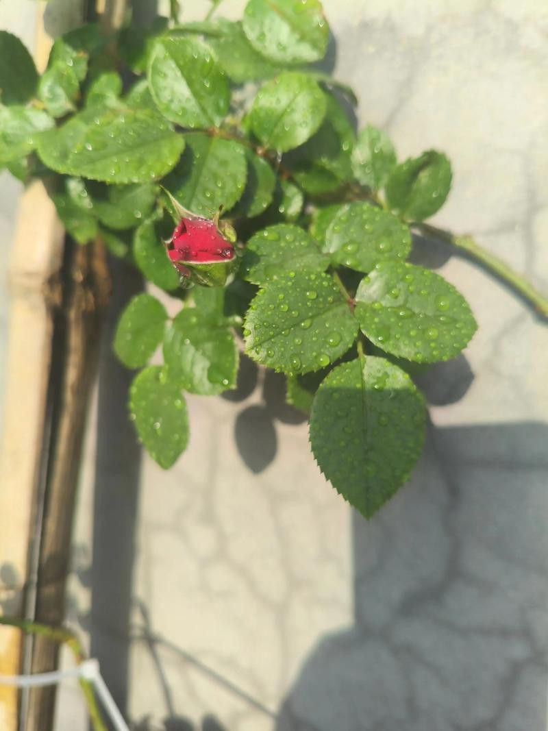紅龍和粉龍哪個更值得種植？