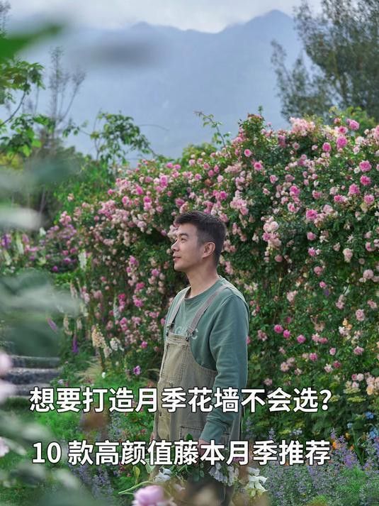 紅龍和粉龍哪個更值得種植？