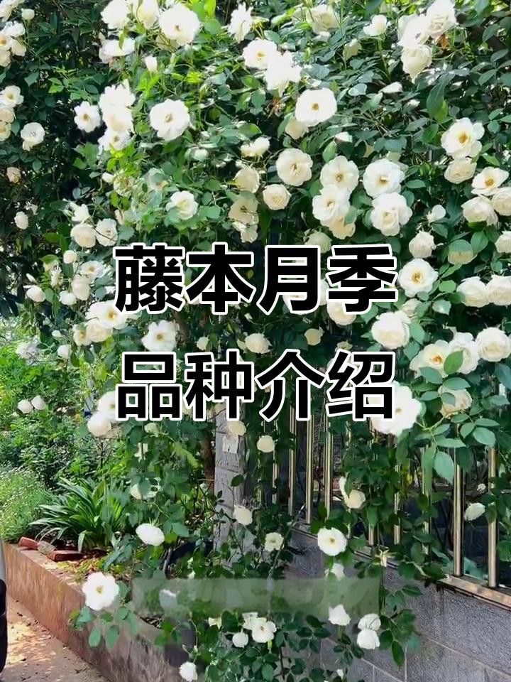 紅龍和粉龍哪個更值得種植？