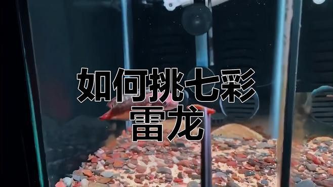 如何判斷彩虹雷龍的品相？