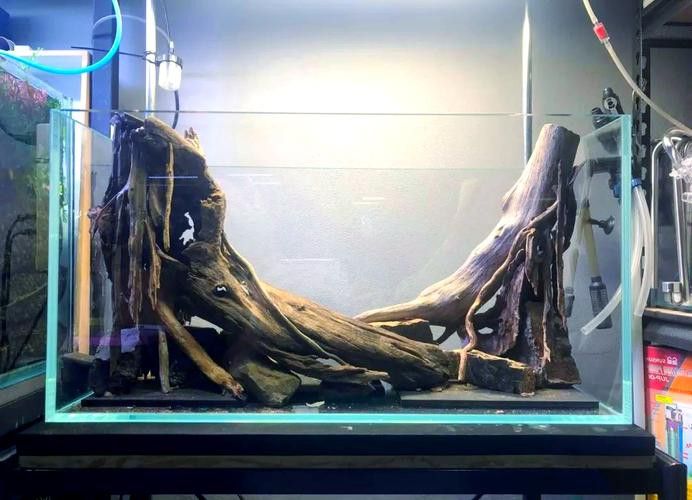 沉木放魚缸哪個位置最好
