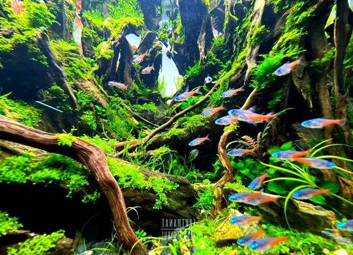 沉木放魚缸哪個位置最好