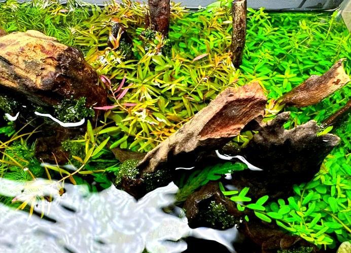 沉木放魚缸哪個位置最好