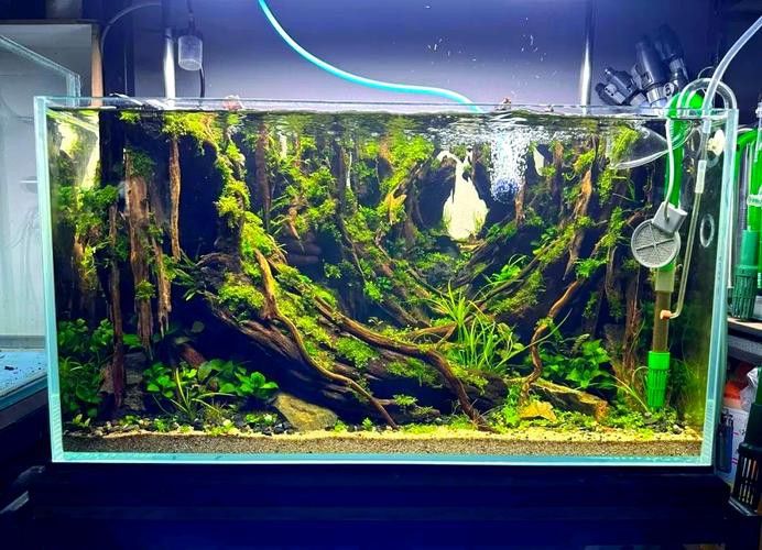 沉木放魚缸哪個位置最好