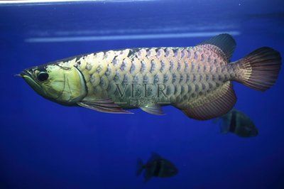 深海黑龍魚（深海黑龍魚不是一個標準的科學術語）