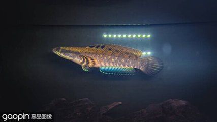 深海黑龍魚（深海黑龍魚不是一個標準的科學術語）