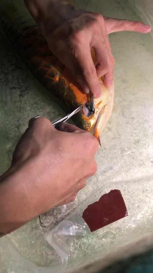掉眼龍魚 價格