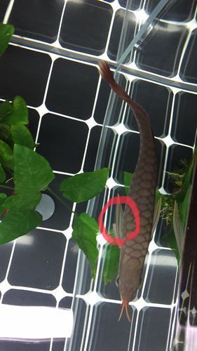 掉眼龍魚 價格